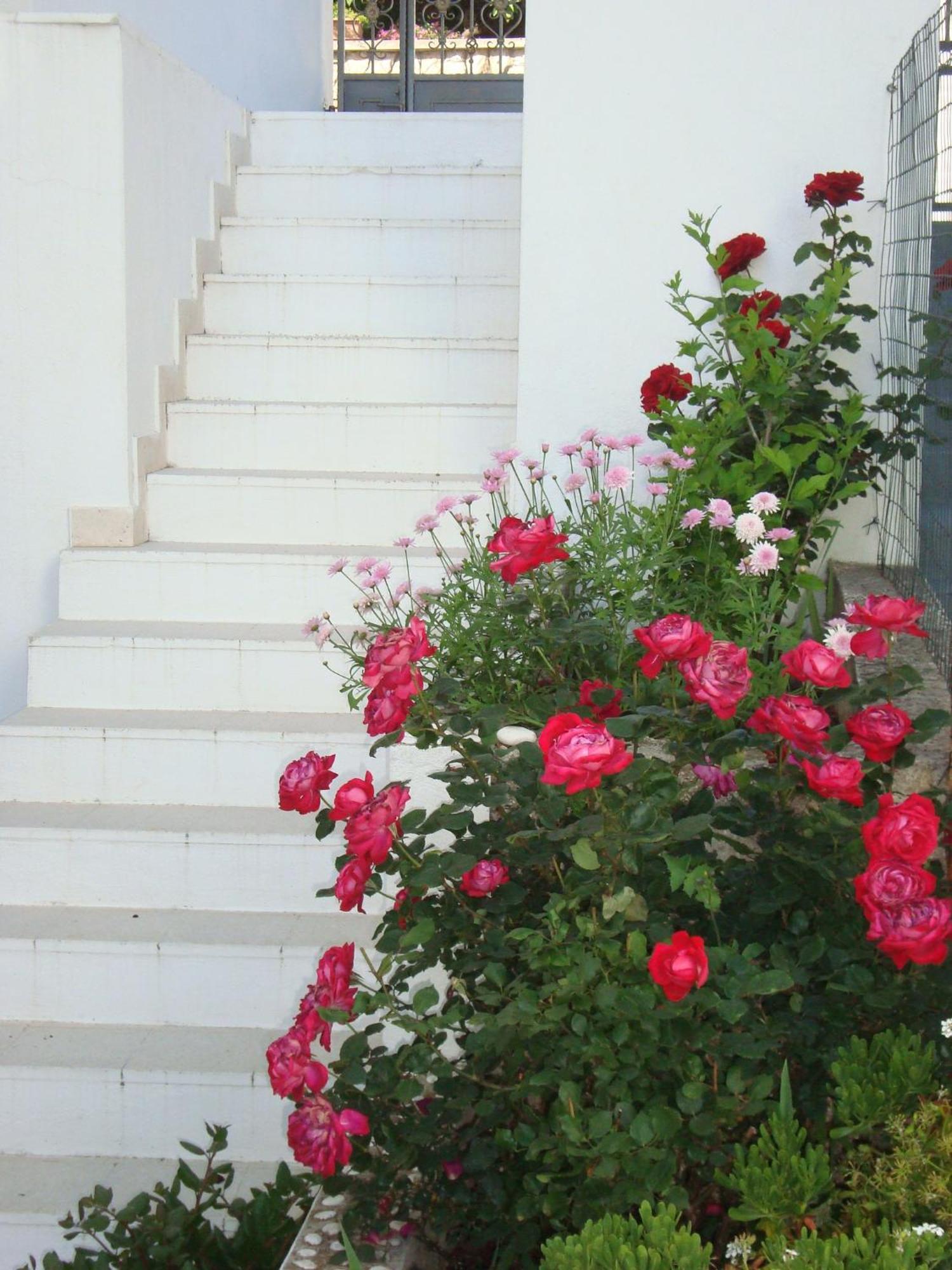 Guesthouse Iva Hvar Town Exterior photo
